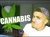 VIDEO BUZZ Mister Cannabis