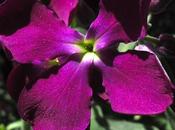 Matthiola incana (Giroflée quarantaine, Giroflée rouge)