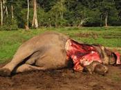 Braconnage éléphants empoisonnés cyanure Zimbabwe