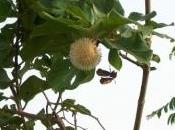 PHYTOTHÉRAPIE: Tramadol dans plante africaine Inserm Angewandte Chemie