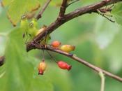 Ribes fasciculatum