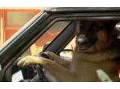 chien conduit voiture
