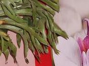 Corne cerf Platycerium