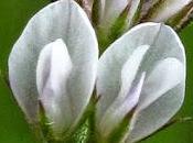 Vicia hirsuta (Vesce hérissée)