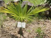 Autres palmiers cycas Marnay