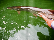 Southern culture bête