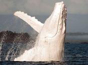 Migaloo Baleine Blanche Australie