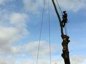 Platanes malades Paris doit hélas abattre