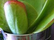 kalanchoé original Thyrsiflora