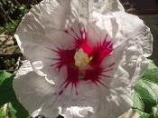 Hibiscus Syriacus Hamabo