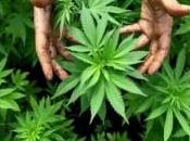 cannabis rend (les prohibitionnistes)