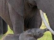 Zimbabwe éléphants empoisonnés braconniers