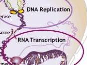 NEURO: Apprendre plus vite, plasticité, processus bien huilé PNAS