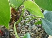 mésaventure l'anthurium...un déjà