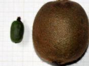 goût kiwis