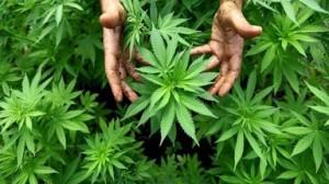 La légalisation de la marijuana sera bénéfique pour la santé publique
