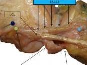 ANATOMIE: Découverte d'un ligament énigmatique dans genou Journal Anatomy