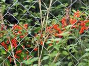 Cotoneaster lacteus