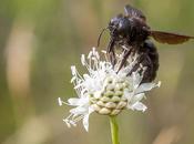 L'abeille charpentière Xylocopa violacea