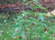Acer coriaceifolium