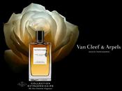 rose Velours Cleef