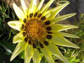 Gazania rigens (Gazanie raide)