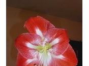 Astuce Comment faire pour amaryllis vase cassent