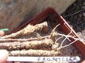 Bouture bois groseiller