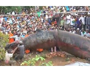 Un animal inconnu découvert au Vietnam