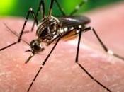 Zika, dengue chikungunya traiter avec huiles essentielles