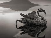 Damned lake Tanzania photographer Nick Brandt
