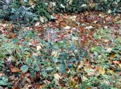 Raphiolepis umbellata