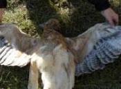 jeune Aigle Bonelli retrouvé mort dans Parc naturel régional Alpilles