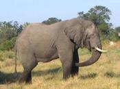 Faut-il brûler stocks d’ivoire pour sauver éléphants