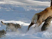 Suisse loups jouent bien leur rôle prédateurs