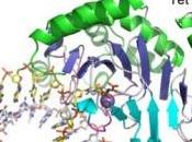 ÉPIGÉNÉTIQUE: Tet, l'enzyme méthylation décryptée Nature