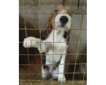 SOS pour Angel le griffon qui se retrouve de nouveau à l'abandon