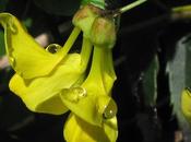 Hippocrepis emerus (Coronille arbrisseau, Coronille faux-séné)