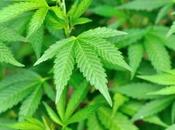 molécule contre l’addiction cannabis