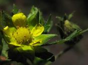 Potentilla norvegica (Potentille Norvège)