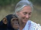 chimpanzé "Wounda" retrouve liberté elle geste très émouvant..