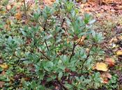 Chevreuils, accord trouvé