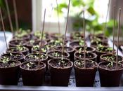 Jardiner ville terrarium Guillaume