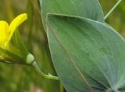 Lathyrus aphaca (Gesse sans feuilles)