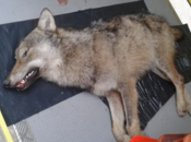 Savoie jeune loup découvert mort Saint-Michel-de-Maurienne