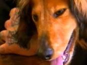 Série vidéos,reportage gang "Rescue Ink" sauveteurs chiens"