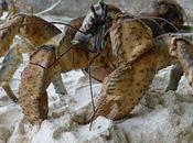 Birgus Latro Crabe Cocotier