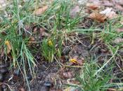 Crocus