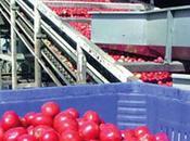 Journée régionale technique Annaba filière tomate industrielle problématique l’amélioration production