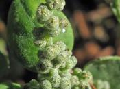 Chenopodium vulvaria (Chénopode fétide)